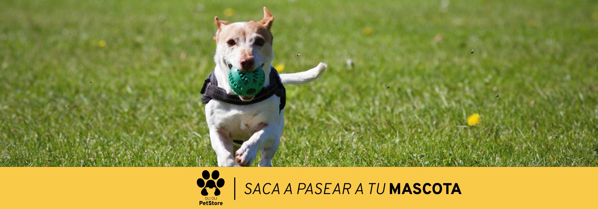 Imagen con consejo de saca a pasear a tu mascota