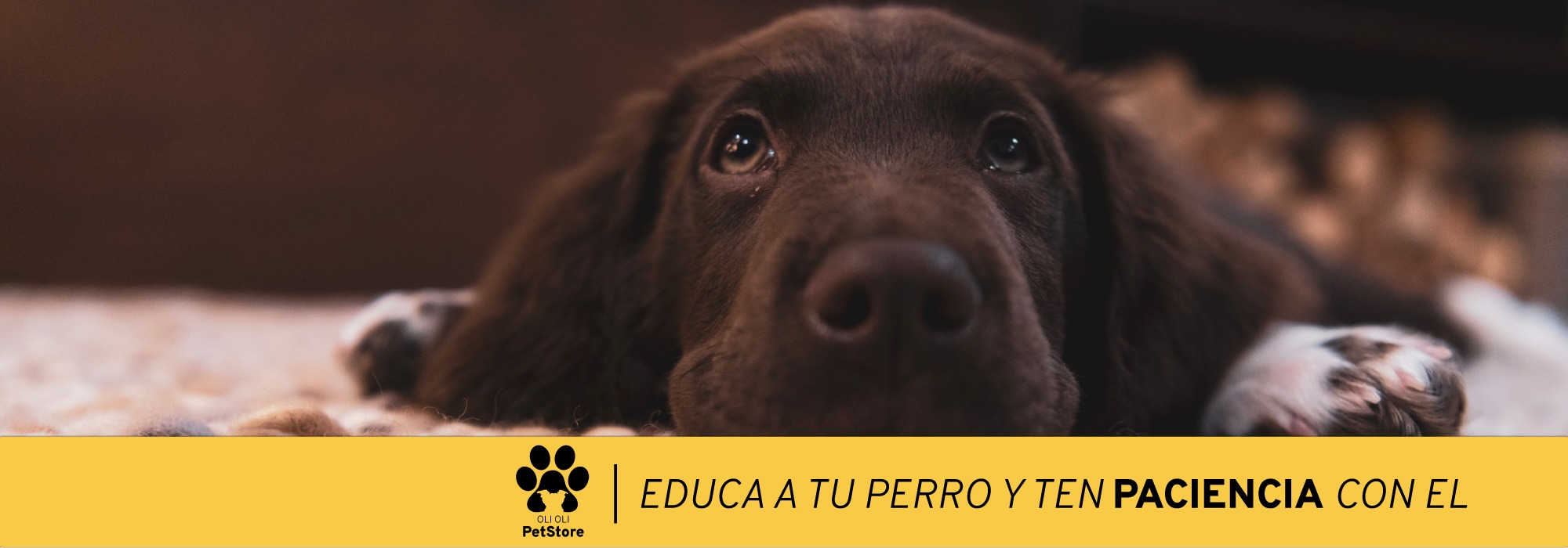 Imagen con consejo de educa a tu perro y ten paciencia con el