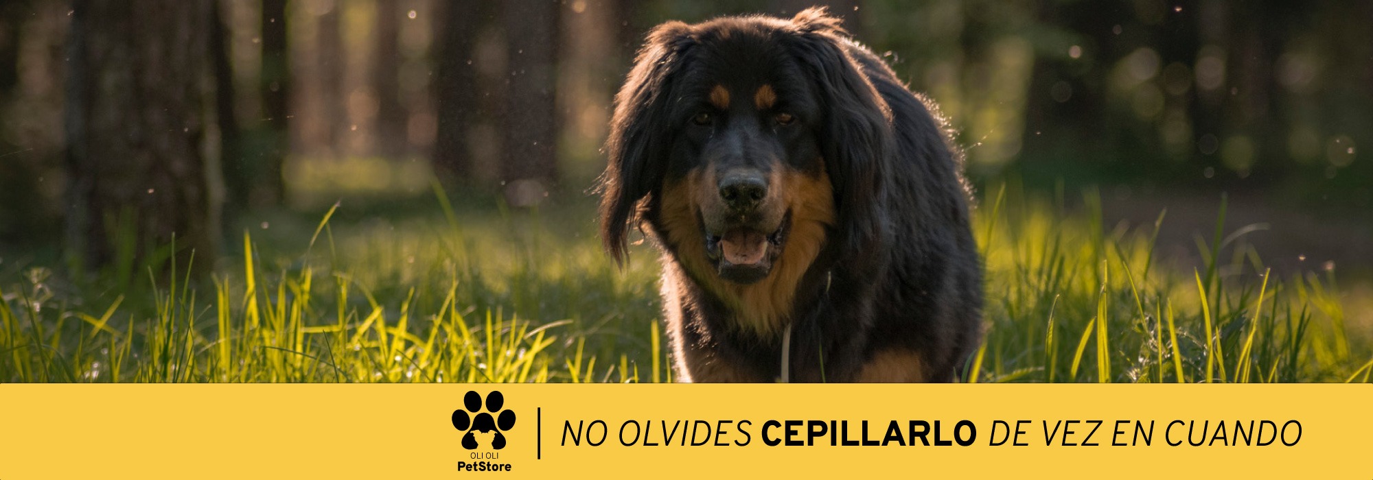 Imagen con consejo de no olvides cepillarlo de vez en cuando